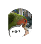 kawafamily16（個別スタンプ：13）