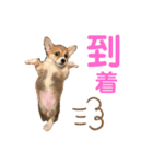 もことクウ2（個別スタンプ：2）