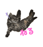 もことクウ2（個別スタンプ：8）
