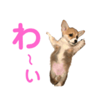 もことクウ2（個別スタンプ：17）
