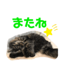 もことクウ2（個別スタンプ：18）