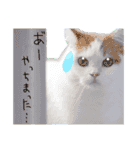 "使いやすい①"猫のみぃーちゃん（個別スタンプ：9）