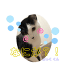 にゃん6（個別スタンプ：2）