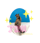 にゃん6（個別スタンプ：4）