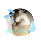 にゃん6（個別スタンプ：5）