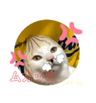 にゃん6（個別スタンプ：6）