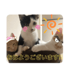 にゃん6（個別スタンプ：7）