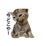 猫ウサギ（個別スタンプ：1）