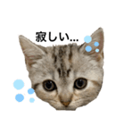 猫ウサギ（個別スタンプ：3）