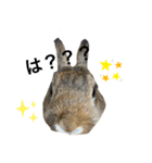 猫ウサギ（個別スタンプ：5）