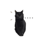 猫ウサギ（個別スタンプ：6）