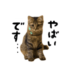 日常会話ネコスタンプ（個別スタンプ：3）