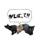 日常会話ネコスタンプ（個別スタンプ：4）