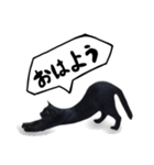 日常会話ネコスタンプ（個別スタンプ：6）