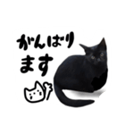 日常会話ネコスタンプ（個別スタンプ：7）