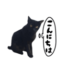 日常会話ネコスタンプ（個別スタンプ：11）