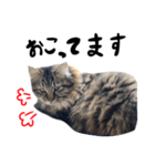 日常会話ネコスタンプ（個別スタンプ：16）