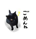 日常会話ネコスタンプ（個別スタンプ：20）
