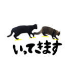 日常会話ネコスタンプ（個別スタンプ：21）