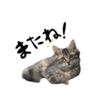 日常会話ネコスタンプ（個別スタンプ：22）