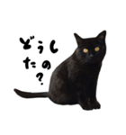 日常会話ネコスタンプ（個別スタンプ：23）