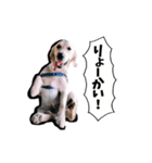 ニコ茶々スタンプ（個別スタンプ：2）