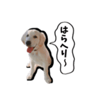 ニコ茶々スタンプ（個別スタンプ：3）