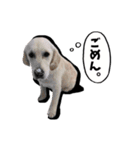 ニコ茶々スタンプ（個別スタンプ：4）