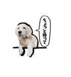 ニコ茶々スタンプ（個別スタンプ：5）