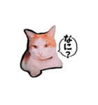 ニコ茶々スタンプ（個別スタンプ：9）