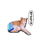 ニコ茶々スタンプ（個別スタンプ：11）