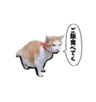 ニコ茶々スタンプ（個別スタンプ：12）