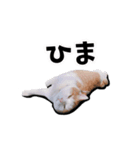 ニコ茶々スタンプ（個別スタンプ：16）