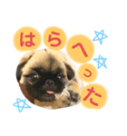 うちのぺけちゃんU´•ﻌ•`U（個別スタンプ：7）