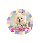 ポメラニアン ひめちゃん（個別スタンプ：1）