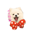 ポメラニアン ひめちゃん（個別スタンプ：5）