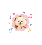 ポメラニアン ひめちゃん（個別スタンプ：6）