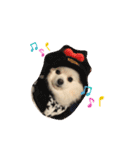 ポメラニアン ひめちゃん（個別スタンプ：7）
