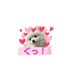 ポメラニアン ひめちゃん（個別スタンプ：9）