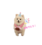 ポメラニアン ひめちゃん（個別スタンプ：13）