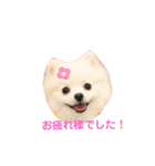 ポメラニアン ひめちゃん（個別スタンプ：14）