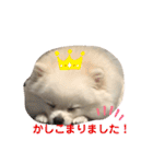 ポメラニアン ひめちゃん（個別スタンプ：16）