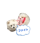 ポメラニアン ひめちゃん（個別スタンプ：17）