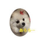 ポメラニアン ひめちゃん（個別スタンプ：23）