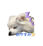 ポメラニアン ひめちゃん（個別スタンプ：32）