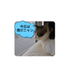 キジトラネコ（個別スタンプ：3）