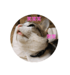 キジトラネコ（個別スタンプ：5）