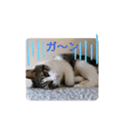 キジトラネコ（個別スタンプ：10）