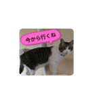 キジトラネコ（個別スタンプ：12）