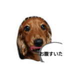 ABCスタンプ（個別スタンプ：1）